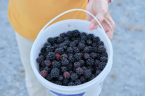 Richmond Blackberries